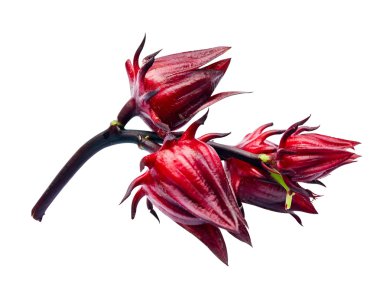 izole kırmızı roselle