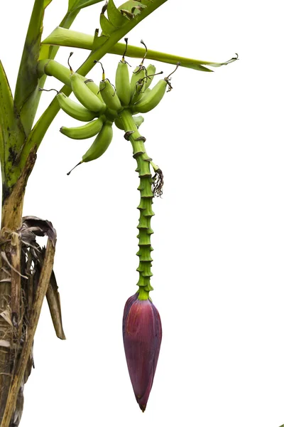 Banana fruit and banana blossom on tree isolated — Stock Photo, Image