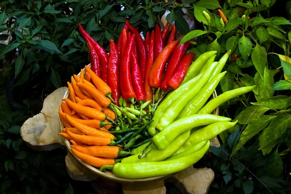 Pimenta em verde alaranjado vermelho — Fotografia de Stock