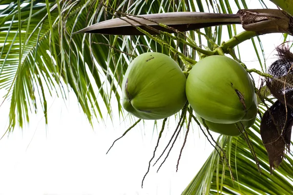 Green coconut on tree — Stock Photo, Image