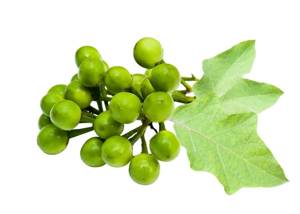 Berenjena de guisante sobre blanco con hoja — Foto de Stock