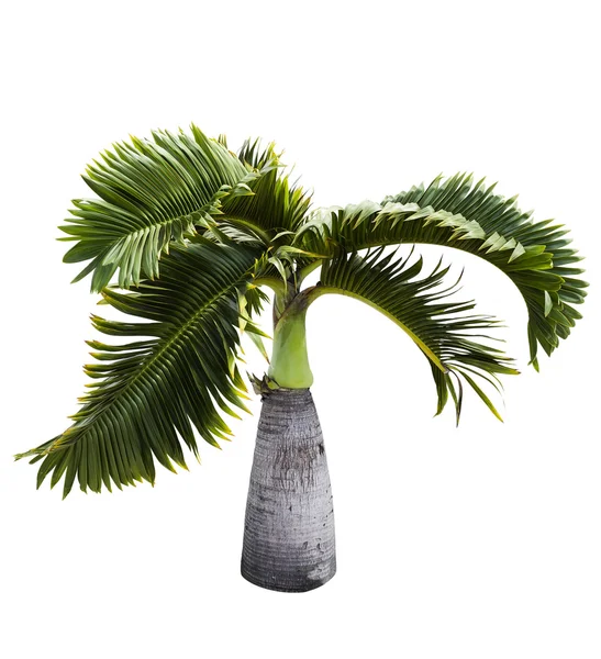 Şişe palmiye ağacı — Stok fotoğraf