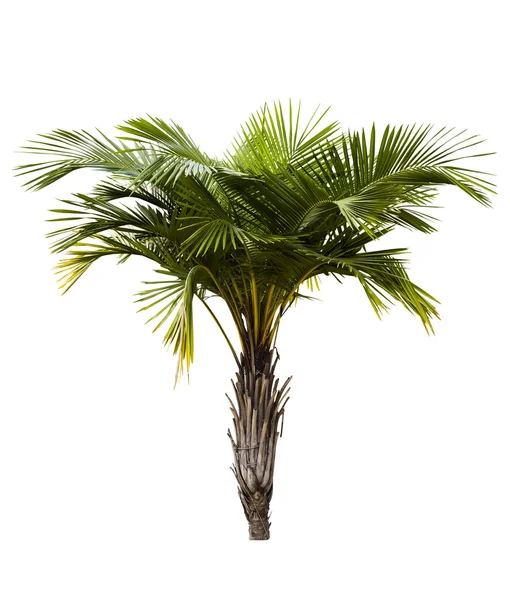 Syagrus schizophylla palmy na białym tle — Zdjęcie stockowe