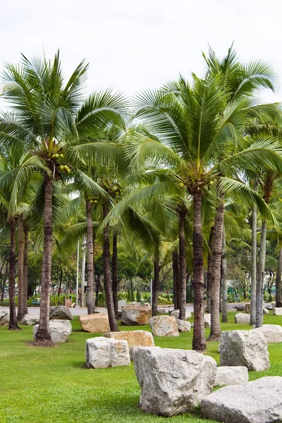 Huerto de coco — Foto de Stock