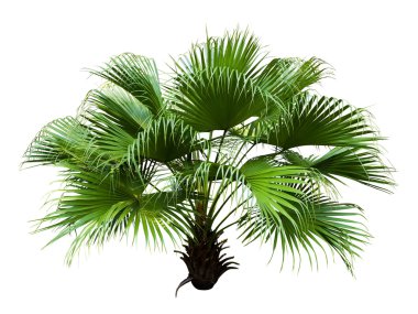 Chinese Fan Palm clipart