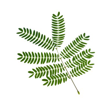 Beyaz popinac yaprak (leucaena)