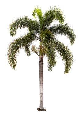 izole wodyetia bifurcata palmiye ağacı
