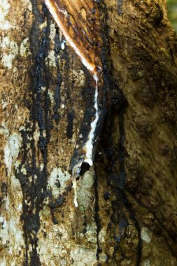 kauçuk ağacı yakın çekim