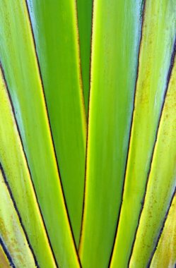 Gezgin palmiye ağacının desen