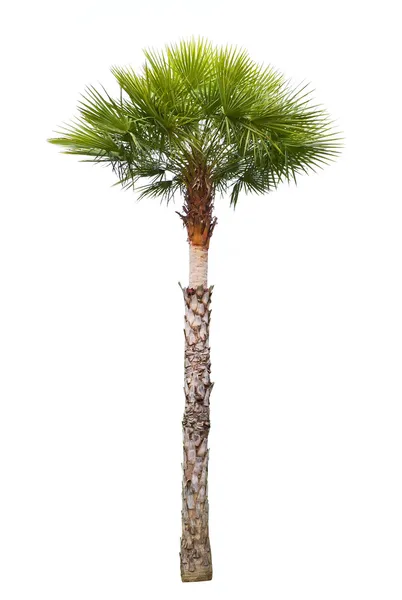 Carnauba balmumu palmiye ağacı — Stok fotoğraf