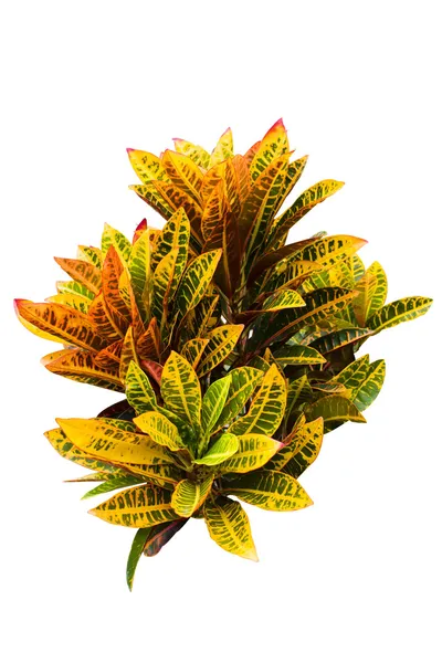 Garden Croton — Stock Photo, Image