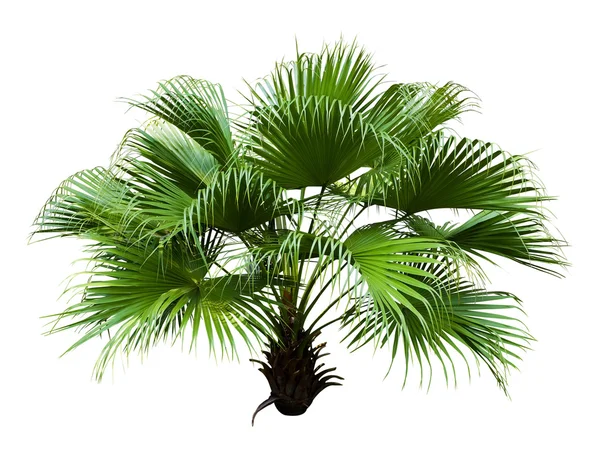 Çin yelpaze palm