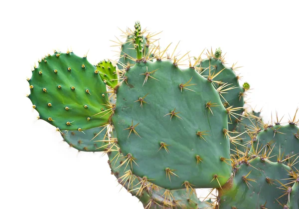 Zelený kaktus, samostatný — Stock fotografie