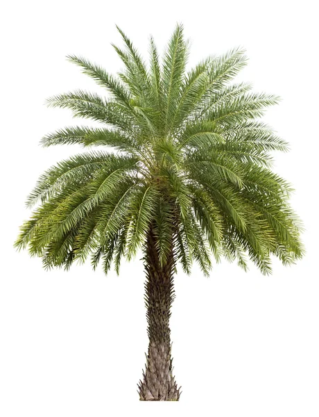 Antigua palmera datilera aislada en blanco —  Fotos de Stock