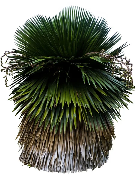 Кубинская пальма из юбки — стоковое фото