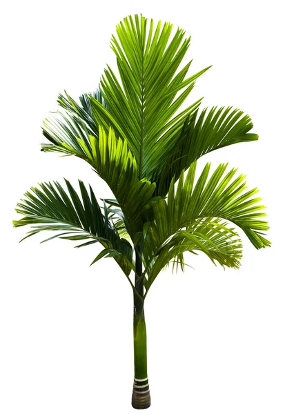 Yeşil macarthur palmiye ağacı — Stok fotoğraf