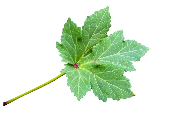 Okra,Abelmoschus esculentus leaf — Stock Photo, Image