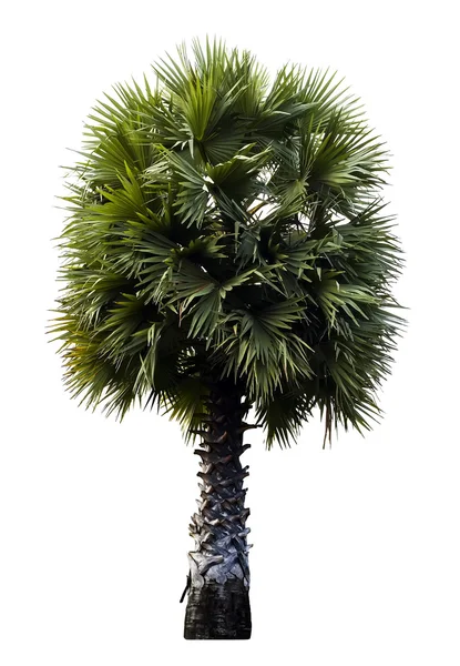 Green Palm tree isolated on white — Stock Photo, Image