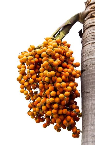 Orange reife Betelnuss Palme Frucht — Stockfoto
