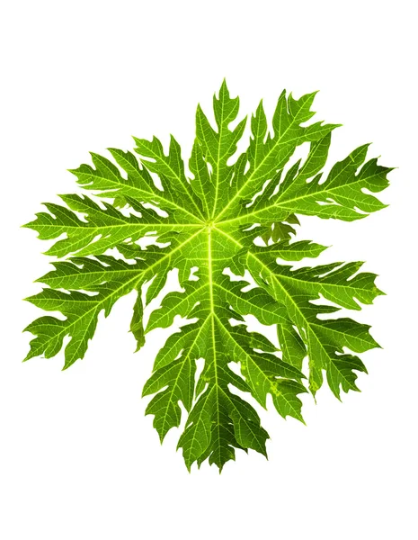 Papaya yeşil yaprak