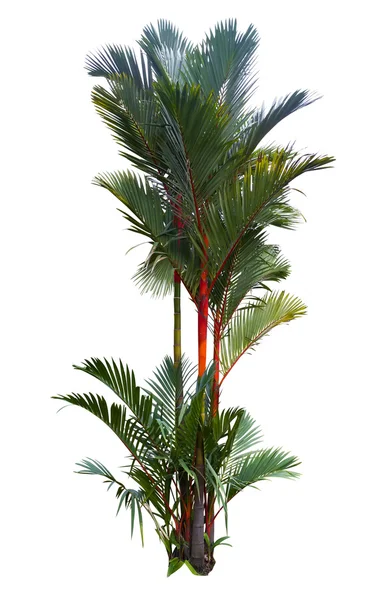 Red sealing wax palm tree — Stock Photo, Image