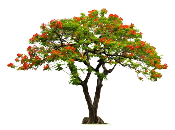 Royal poinciana boom met rode bloem — Stockfoto