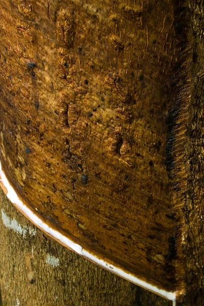 Резиновое дерево вблизи — стоковое фото