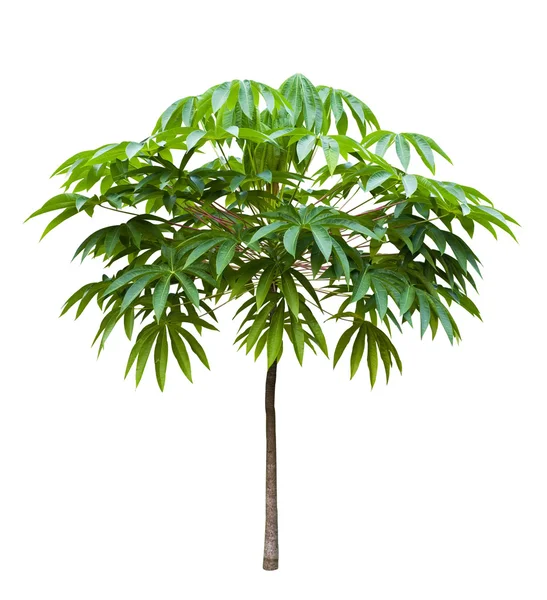 Young Bastard poom tree — Stock Photo, Image