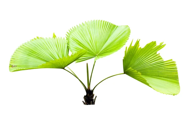 Young Licaula peltata palm tree — Stock Photo, Image