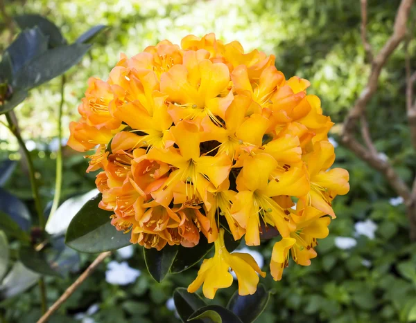 Bouquet de fleur d'azalée jaune — Photo