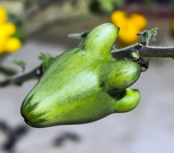 Nipple , Titty, Cow's Udder Fruit — Stock Photo, Image
