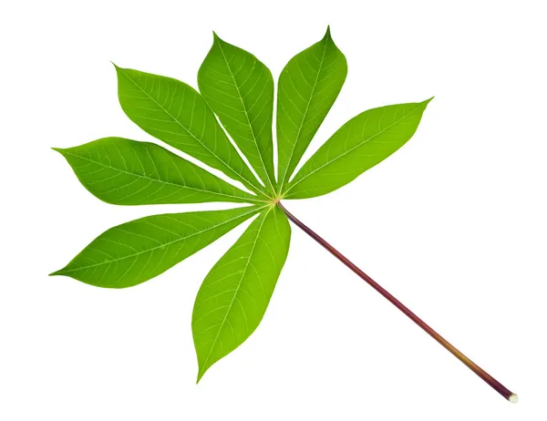 카사 바 잎 로열티 프리 스톡 사진
