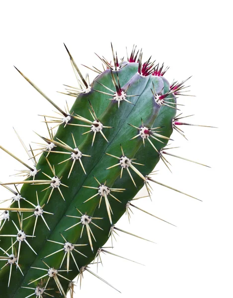 Green Cactus with red thorn isolated Stock Image