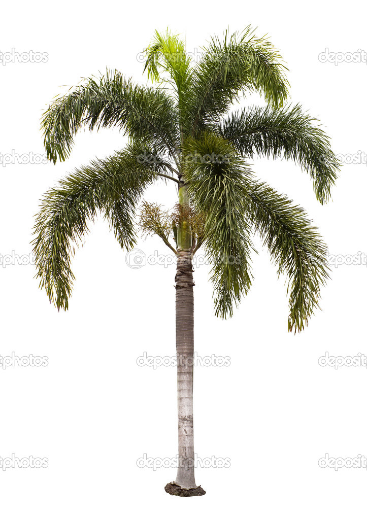Wodyetia bifurcata palm tree isolated