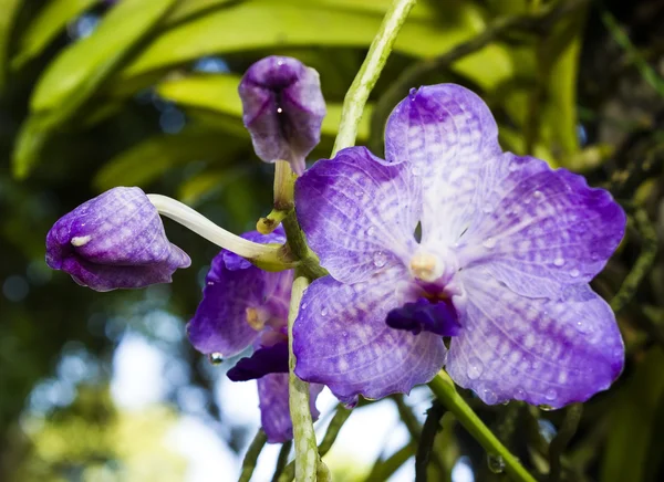 Purple orchid with water drop — Stock Photo, Image