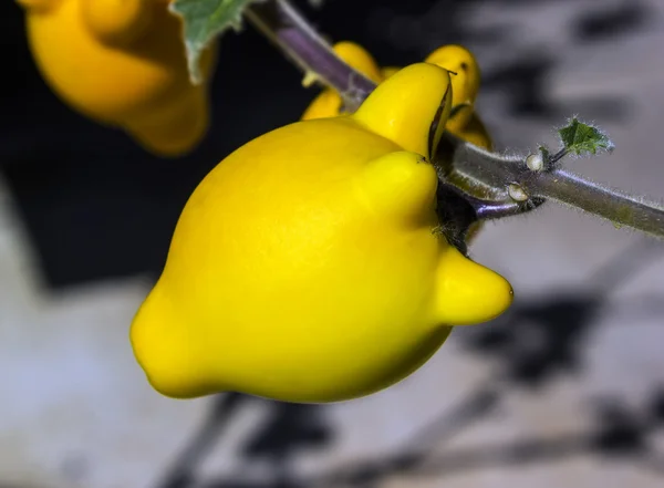 Fruits de pis de vache jaune — Photo