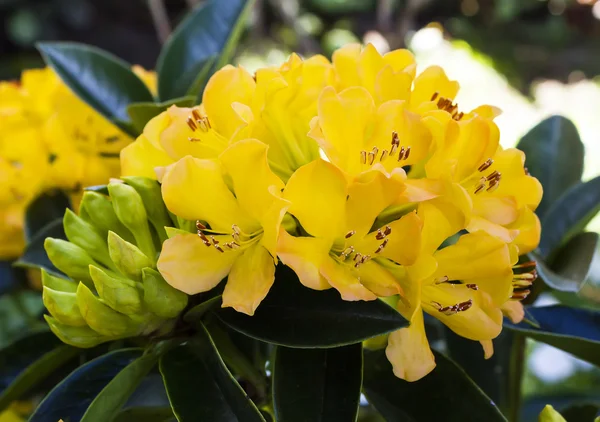 Flor amarilla de Azalea — Foto de Stock