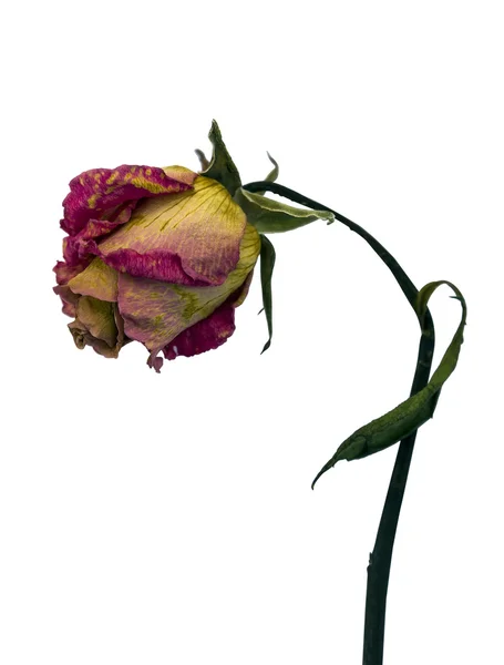 Dried pink rose isolated — Stock Photo, Image