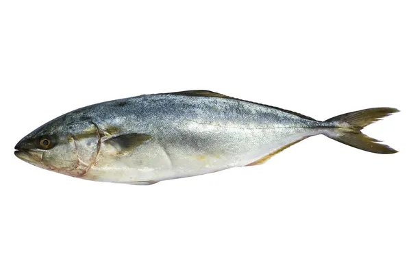 Ryby modré makrely, samostatný — Stock fotografie
