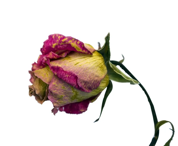 Dried pink rose — Stock Photo, Image