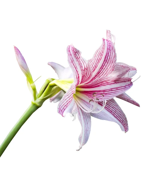 Hippeastrum, Amaryllis geïsoleerd — Stockfoto