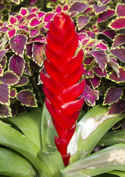 Botanický červený květ — Stock fotografie