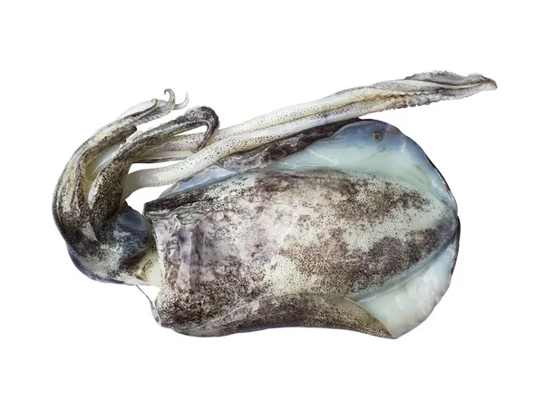 Squid isolated on white — Stock Photo, Image