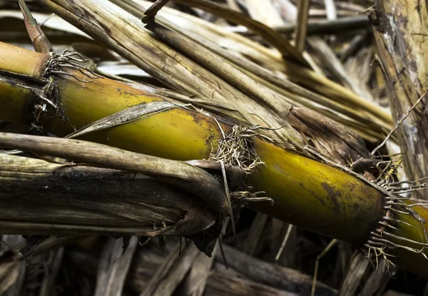 Sugar cane — Stock Photo, Image