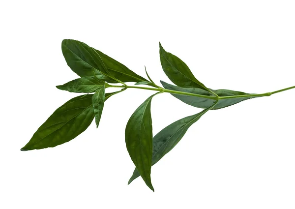 andrographis paniculata duvar ness ex
