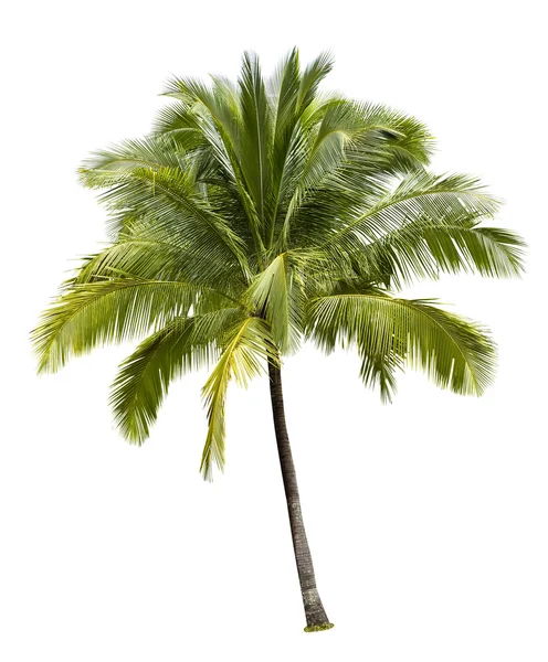 코코넛 나무 로열티 프리 스톡 이미지