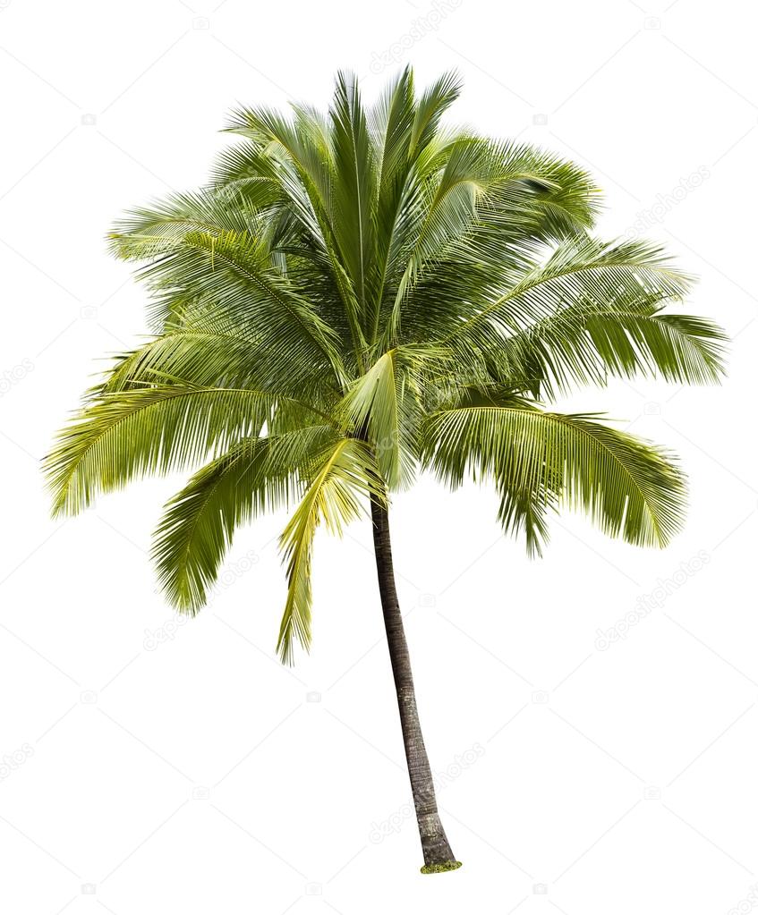 Coconut Tree Stock Photo Image By C Nbriam