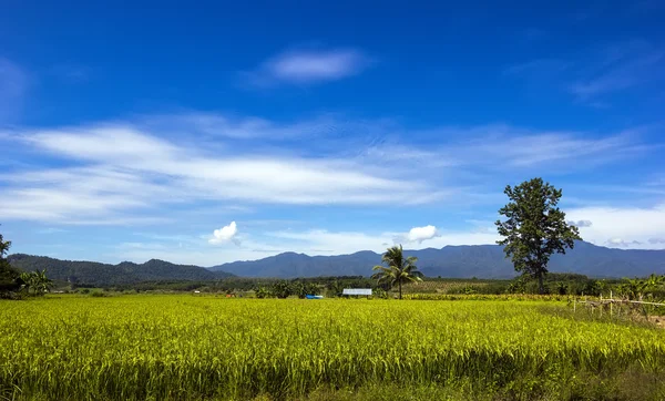 Зеленое рисовое поле в Чиангмае — стоковое фото
