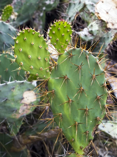 Cactus verde tropical — Foto de Stock