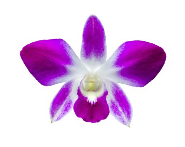 Beyaz ve mor orkide izole
